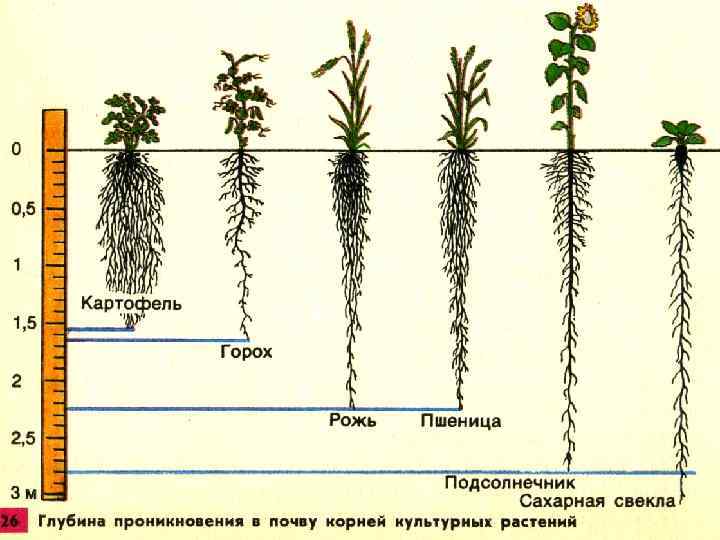 Кабачок