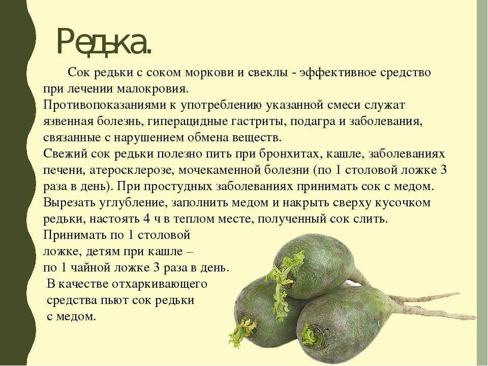 Редька - radish - dev.abcdef.wiki