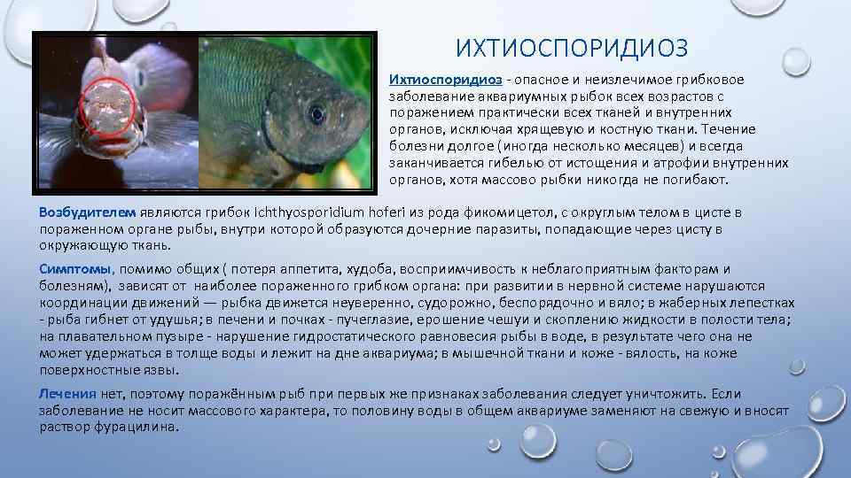 Болезни прудовых рыб