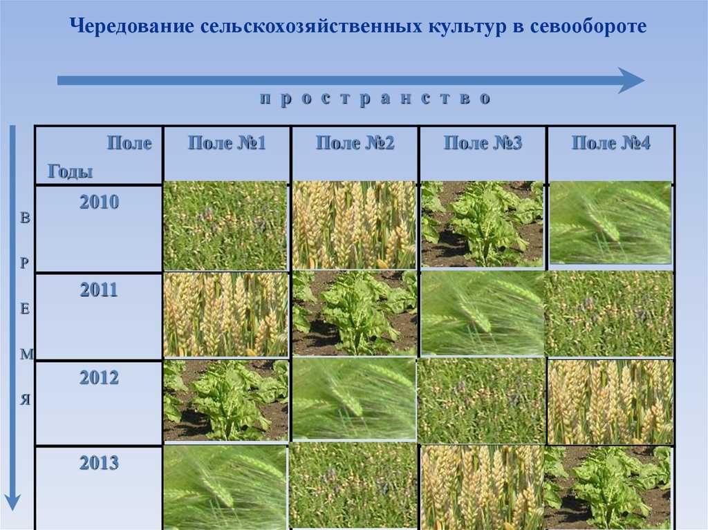 Классификация севооборотов