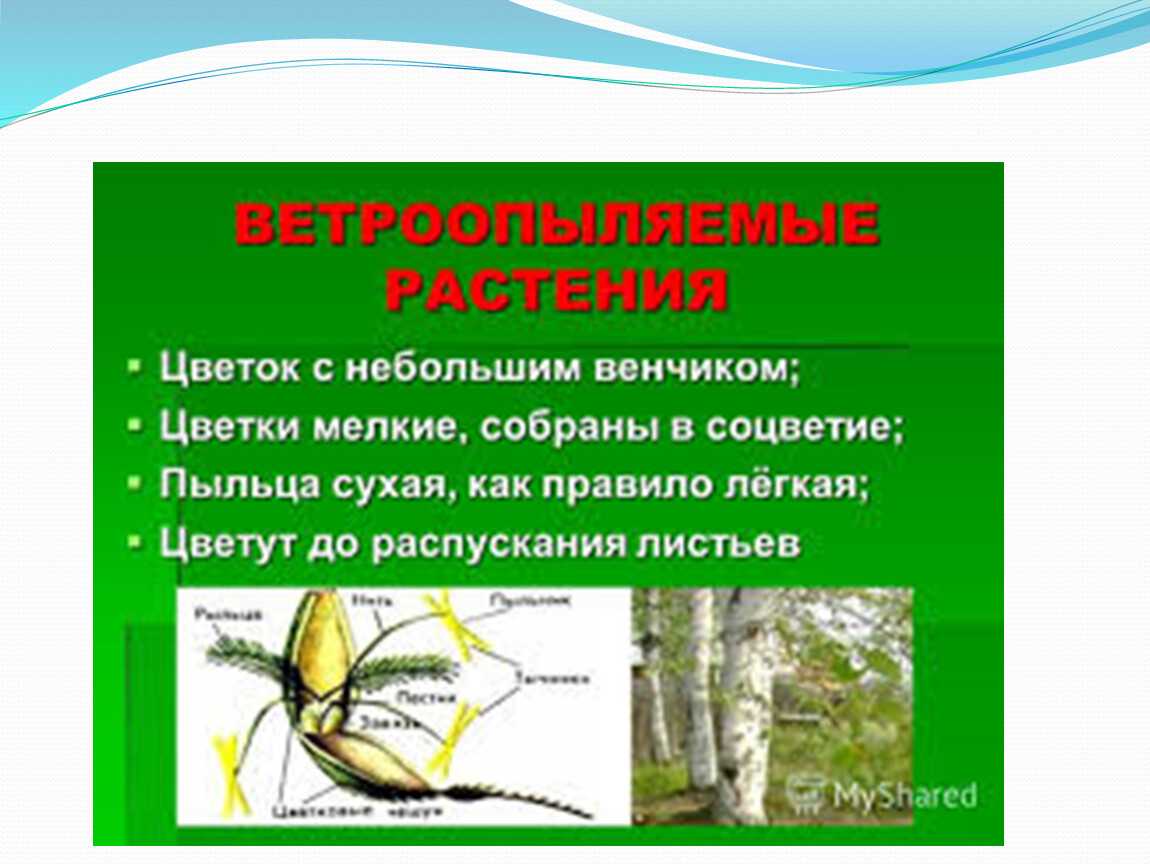 Ветроопыляемые растения - принцип размножения, список, рекомендации!