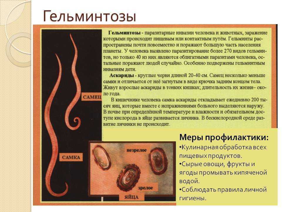 Аскаридоз у кур