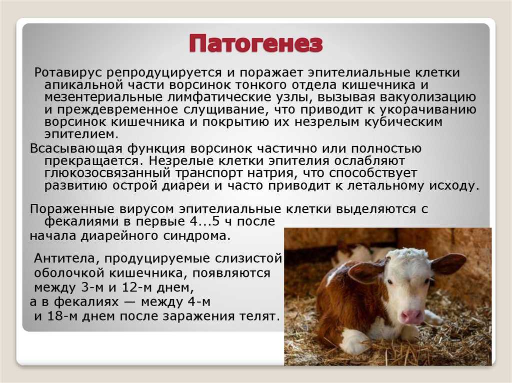 Аденовируса крупного рогатого скота