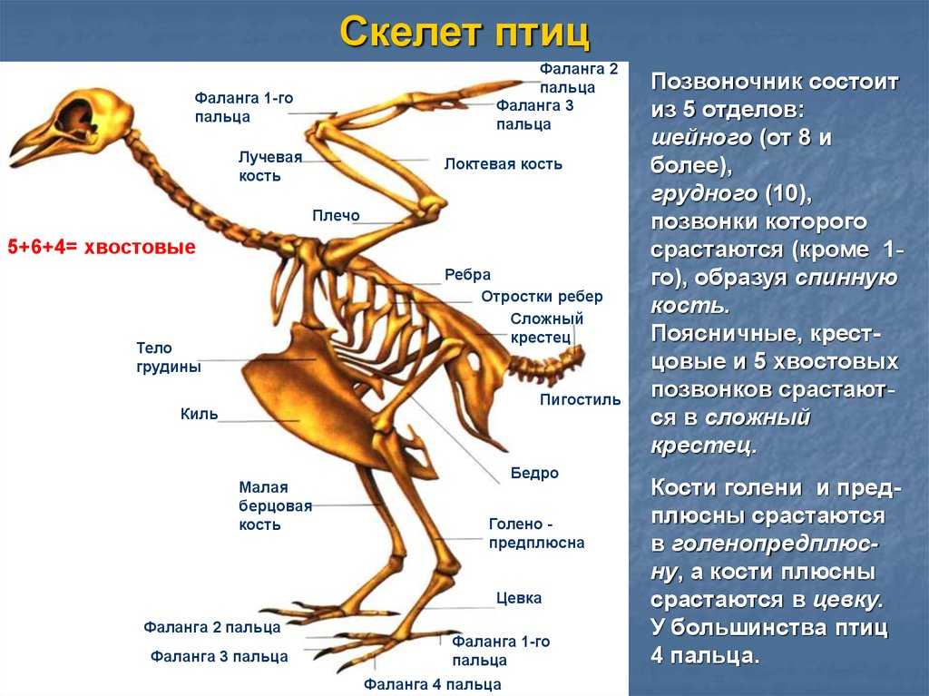 Причины облысения кур и лечение, почему выпадают перья