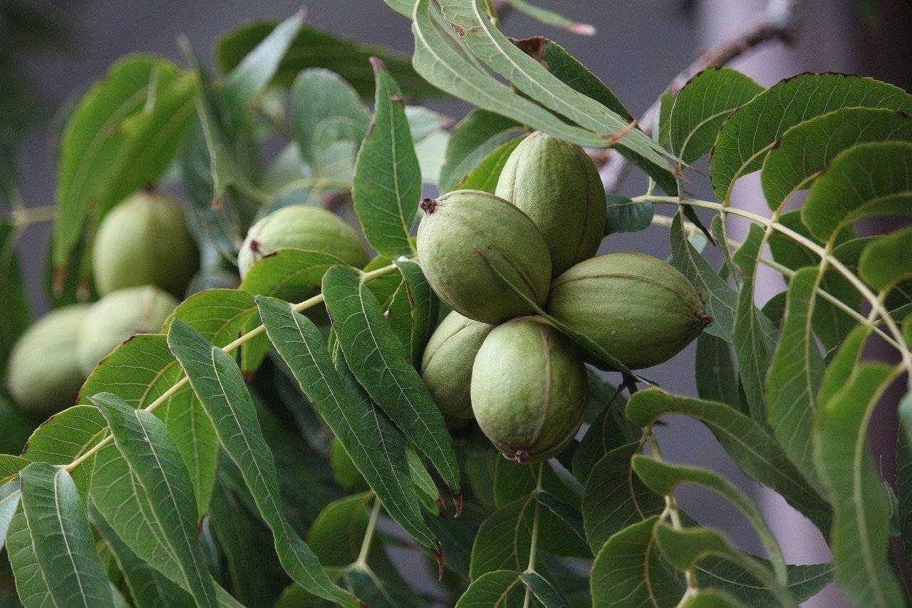 Орех мелкоплодный - juglans microcarpa - описание таксона - плантариум