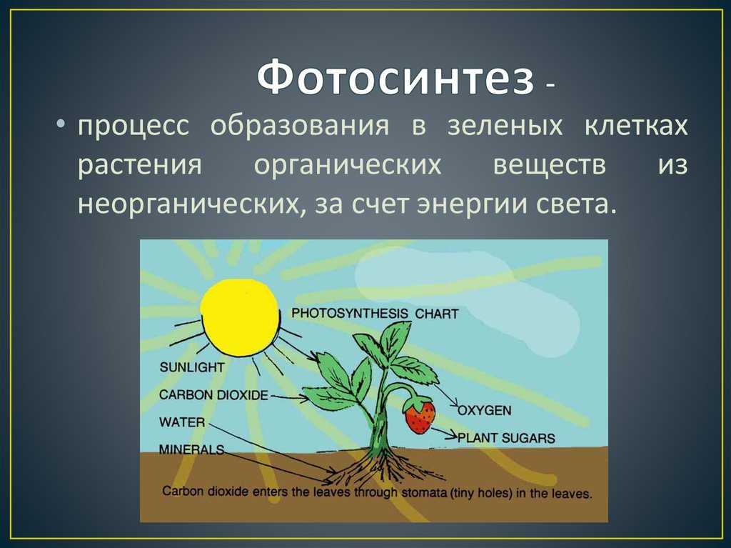 Роль света для растений: зачем им нужны лучи солнца?