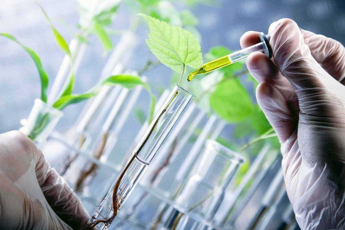 Размножение плодовых деревьев и кустов