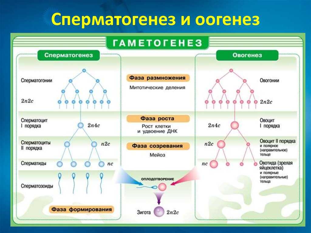 Гаметогенез: стадии сперматогенеза и овогенеза, в чем различия