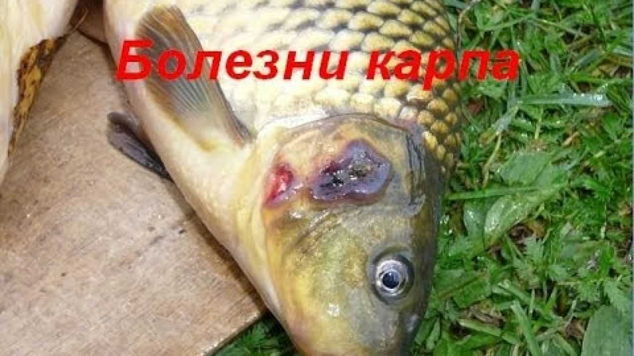 Болезни рыб