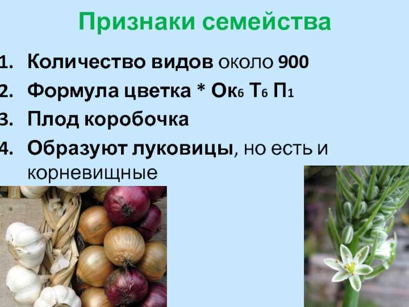 Презентация на тему: "тема реферата:. цель: используя литературные источники, ресурсы интернет, изучить происхождение, биологические особенности и использование лука репчатого.". скачать бесплатно и без регистрации.