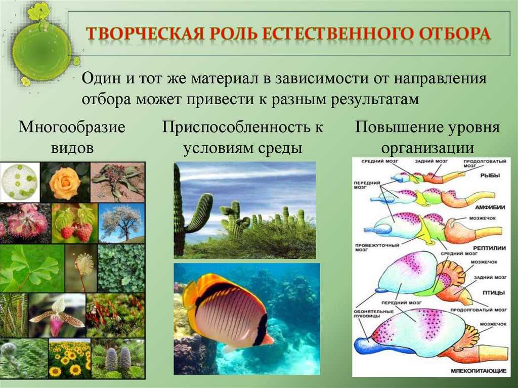 Что нужно знать о естественном отборе — основные сведения