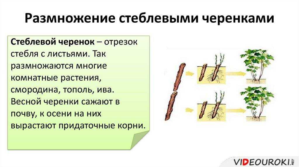 Можно ли вырастить плакучую иву на даче — рекомендации специалистов