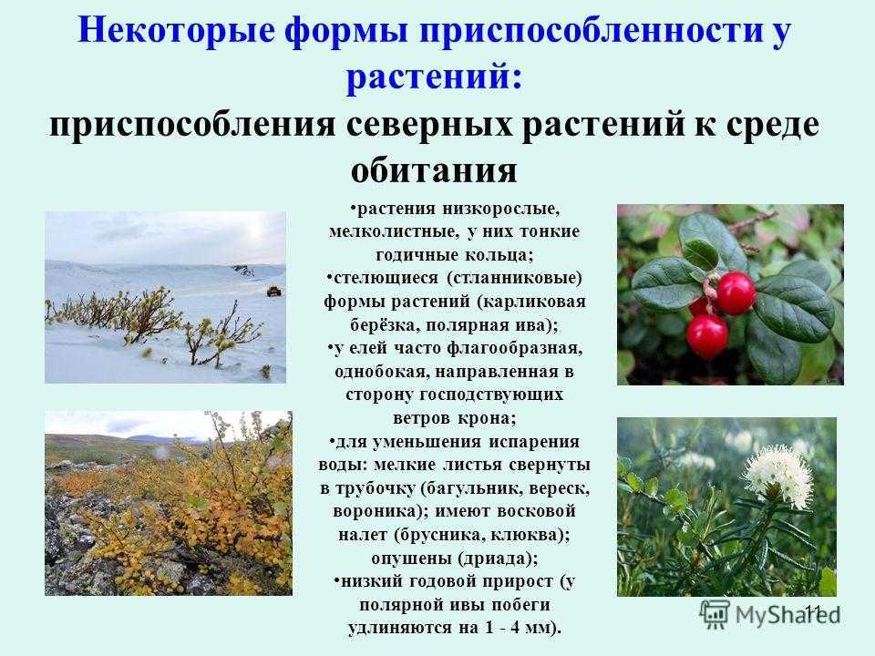Побег ⭐ в биологии: его строение и развитие, виды побегов, функции побегов