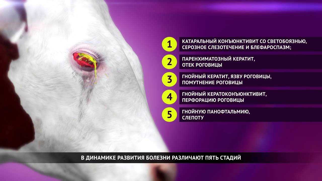 ᐉ болезни глаз крс: симптомы и лечение - zooon.ru