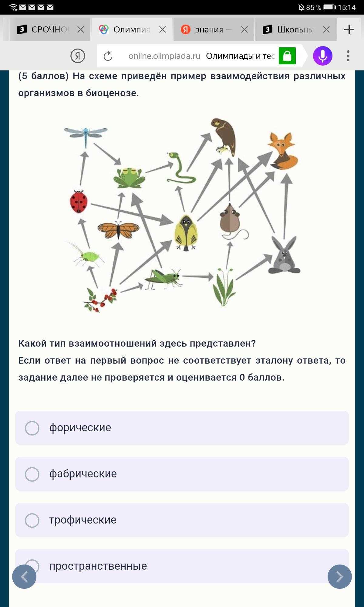 Птицы в биоценозе леса их роль и влияние