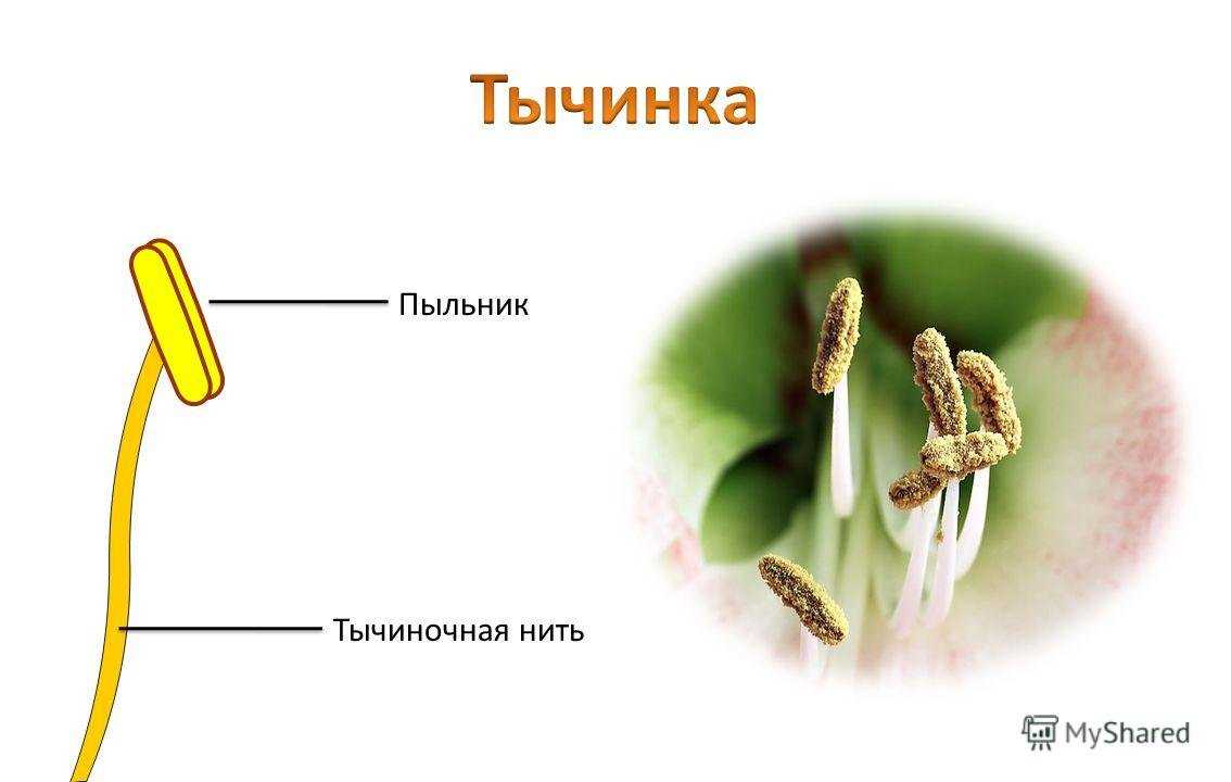 Развитие тычинки в онтогенезе. характеристика процессов, происходящих в пыльнике - цветок как особый репродуктивный орган покрытосеменных растений - морфология растений - т. а. сауткина - 2012