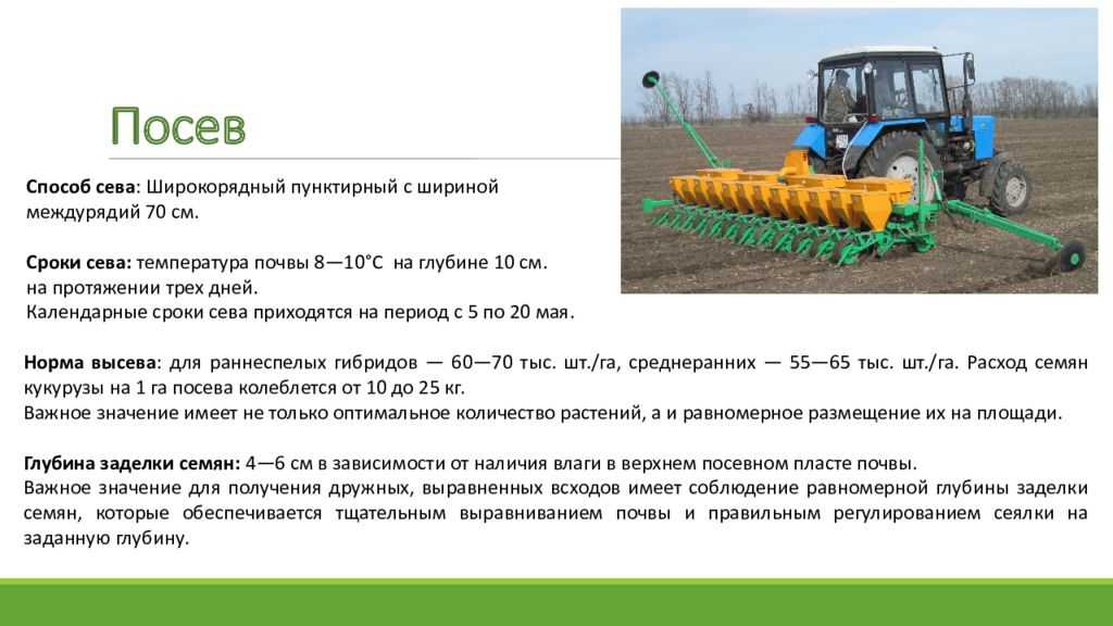 Выращивание кукурузы на зерно