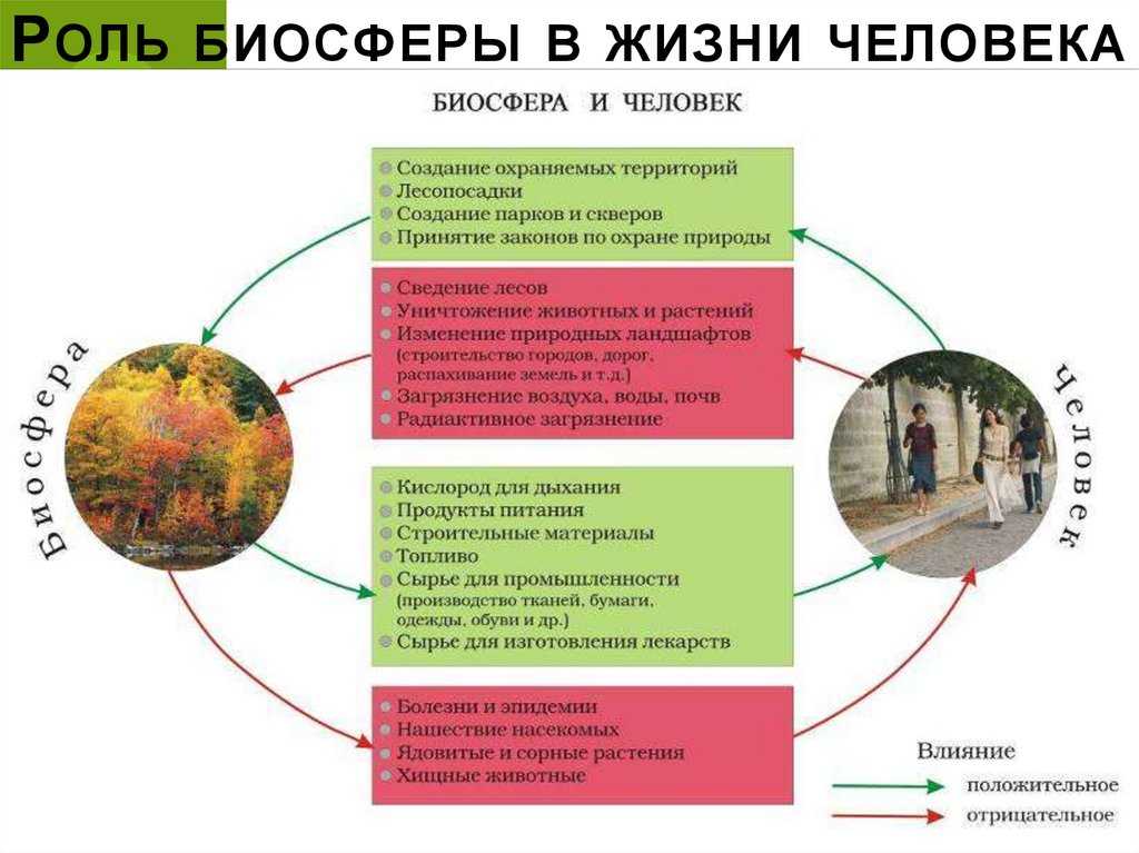 Роль леса в биосфере: важные функции и их значение