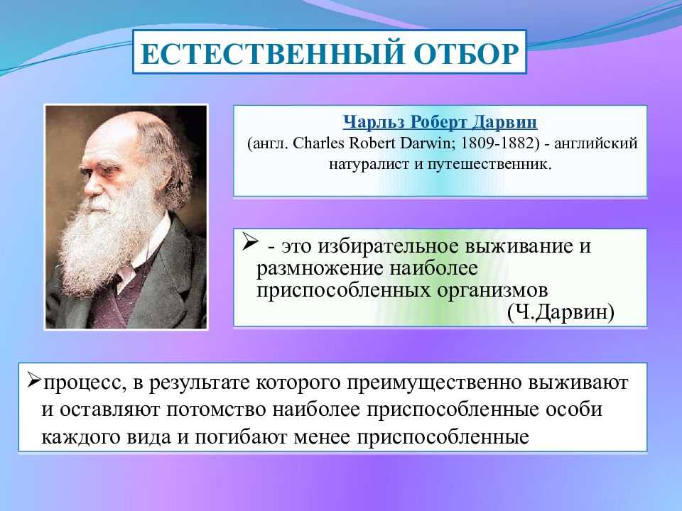 Естественный отбор: что это такое, его формы и виды