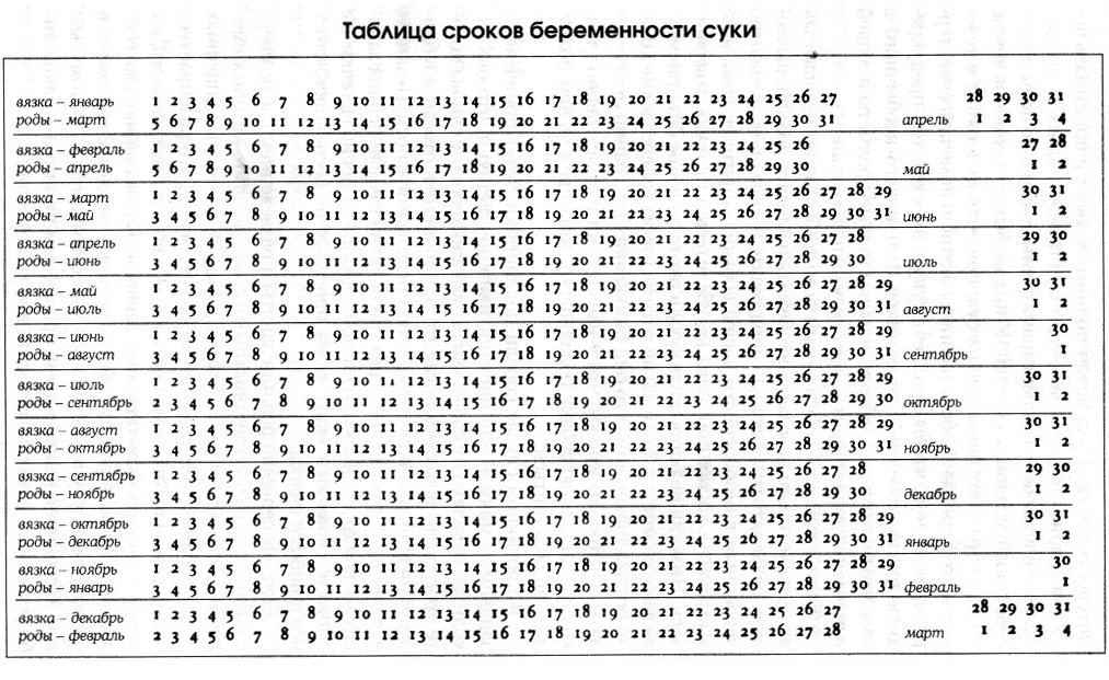 Классификация животных: типы, классы, отряды, роды и виды