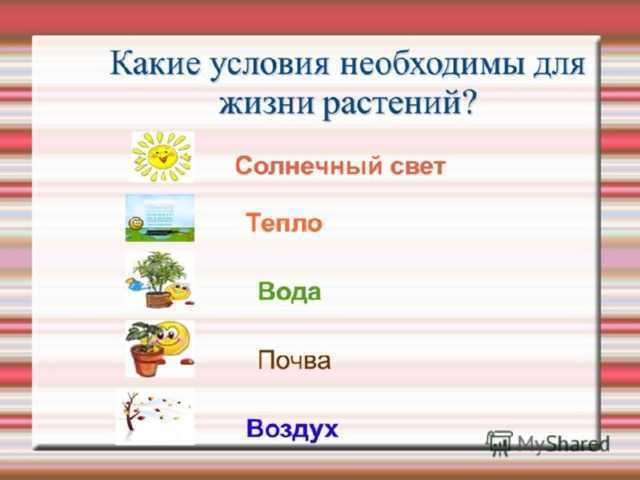 Основные потребности живых существ (растений и животных)
