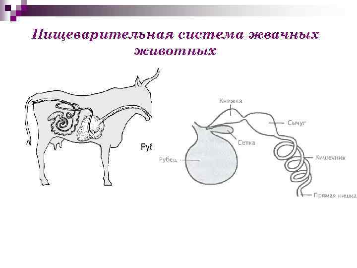 Пищеварение в рубце