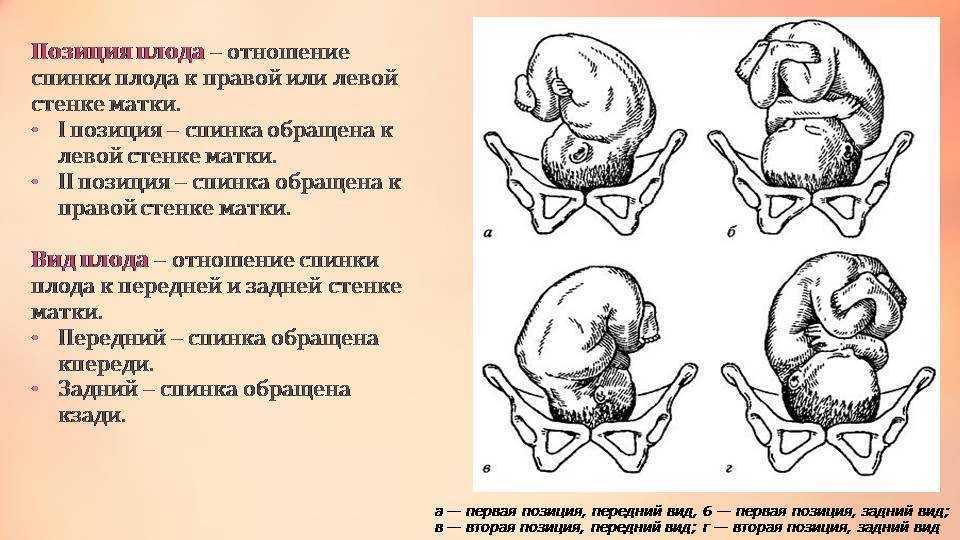 Глава 05. таз с акушерской точки зрения и плод как объект родов