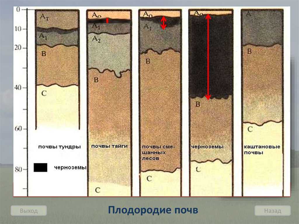 Почва в тайге. какие почвы наиболее характерны для зоны тайги
