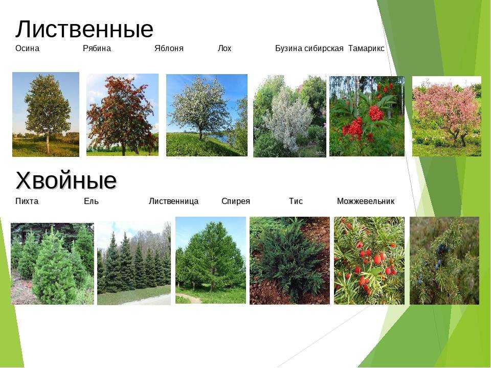 Плодовые деревья – исконно русская традиция в оформлении сада
