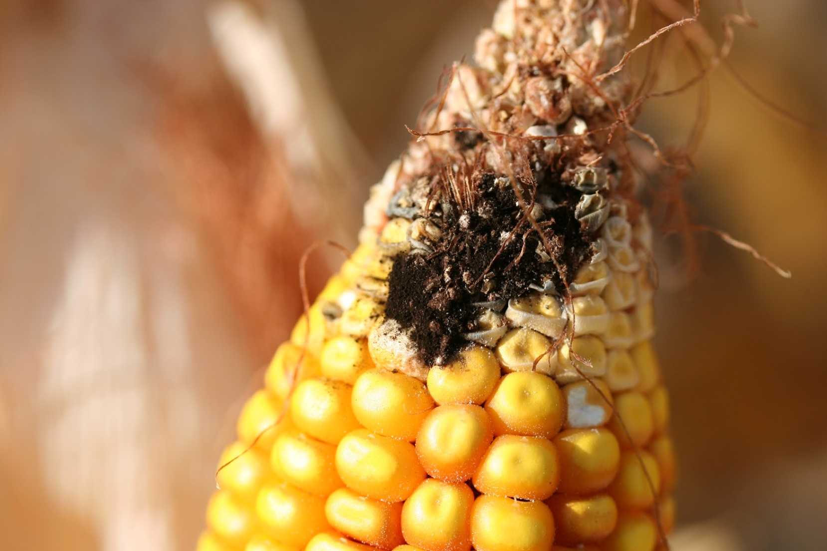Диплодиоз кукурузы | agroklass.com