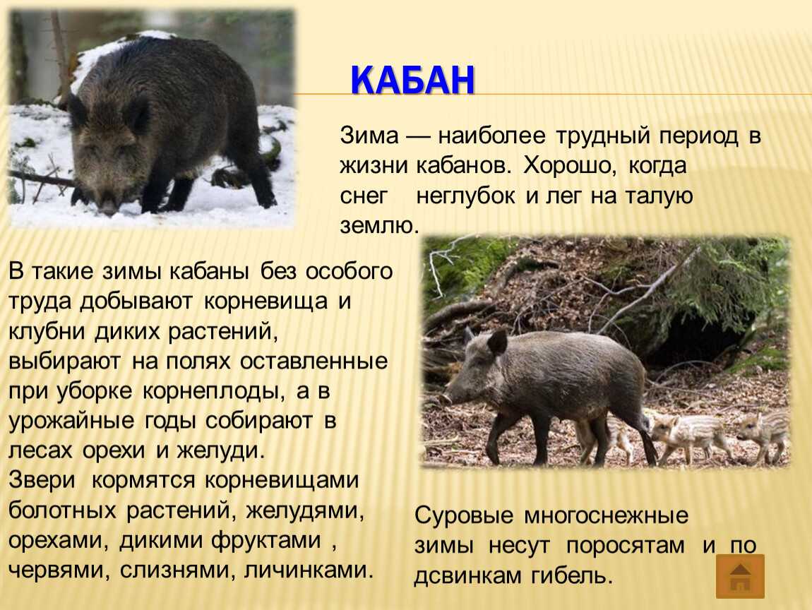Дикие кабаны – грозный предок домашней свиньи