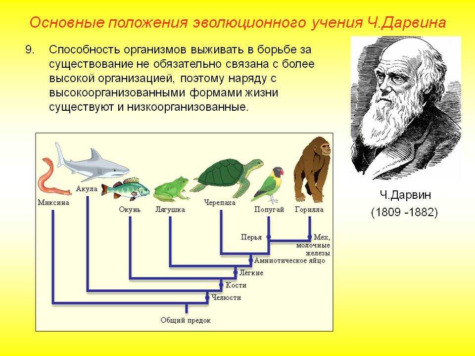 Результаты и доказательства эволюции | эволюция органического мира | теория | решутест. продвинутый тренажёр егэ