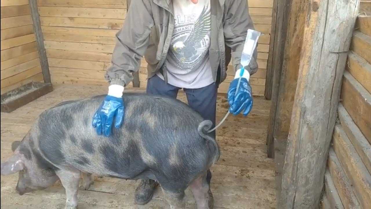 Искусственное осеменение свиней: методы проведения процедуры