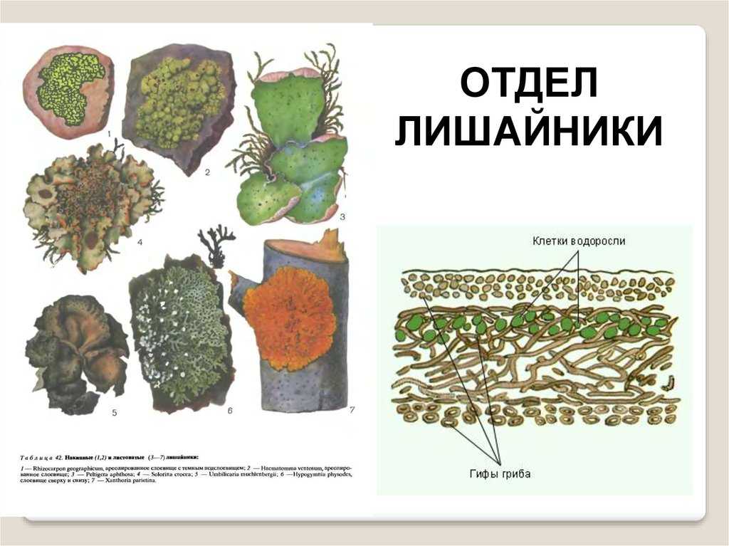 Лишайники: строение, питание, размножение, жизнедеятельность