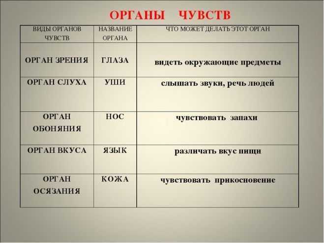 Скелет свиньи, анатомия внутренних органов и строение туловища