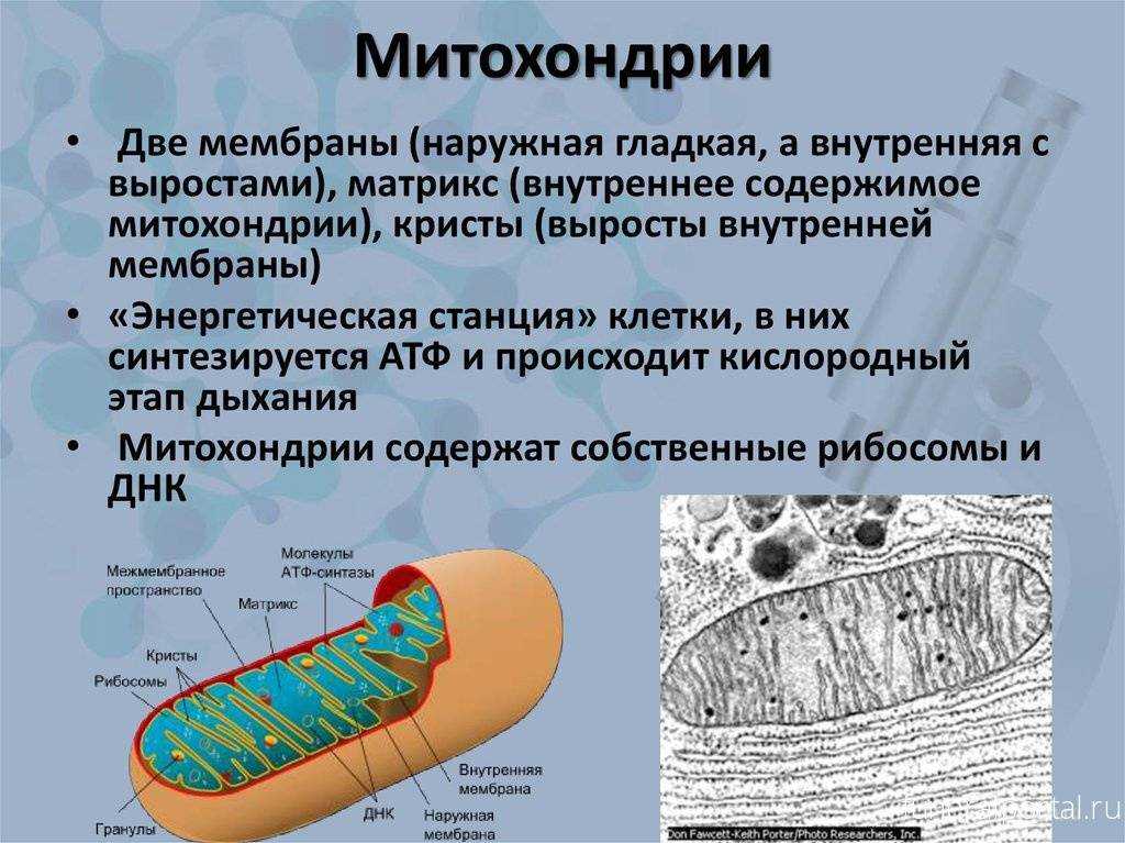 Митохондрия | цитология | биология