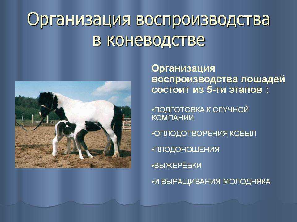 Разведение лошадей как бизнес: от а до я :: businessman.ru