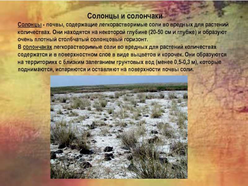 Что такое солонец почвы: причины образования, признаки и способы борьбы