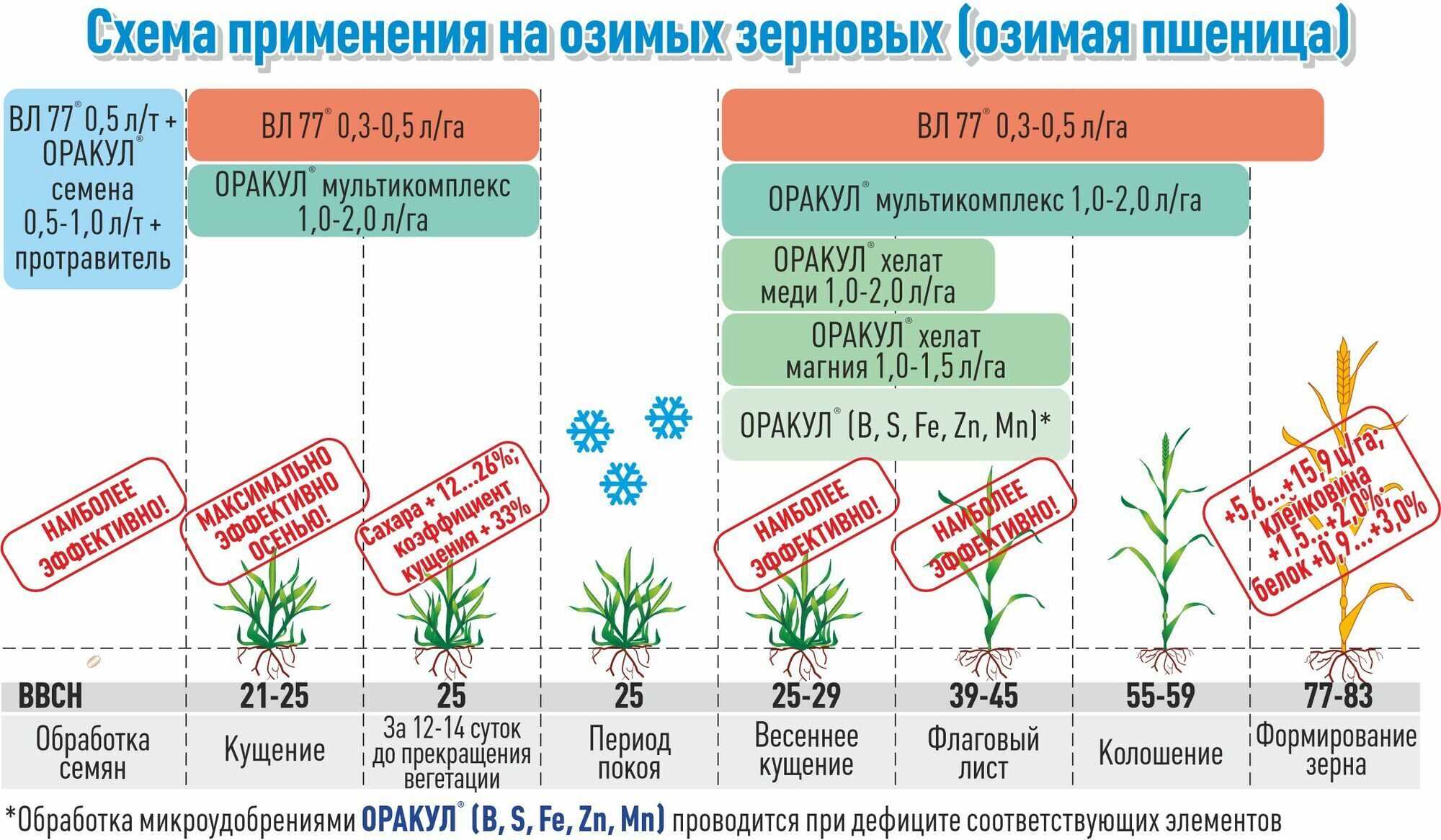 Органогенез