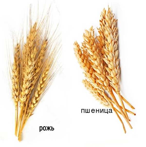 Рожь