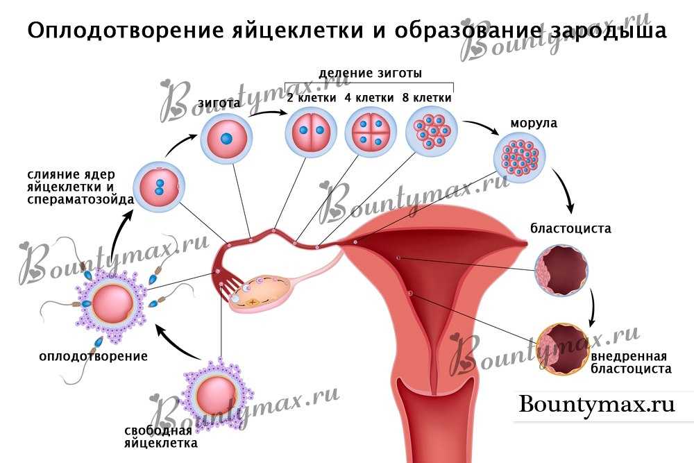 § 31. осеменение и оплодотворение у животных. способы полового размножения животных: осеменение и оплодотворение у животных