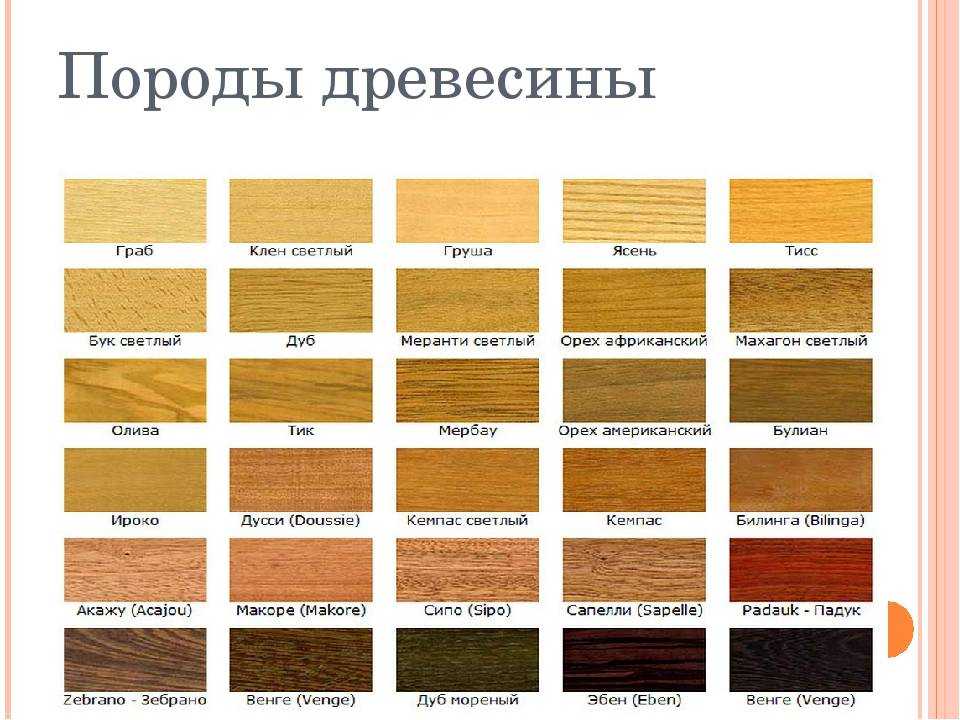 Породы древесины — сравнительная таблица характеристик