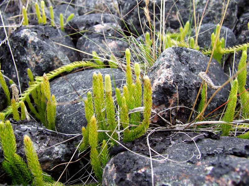Географическое значение охотского моря
