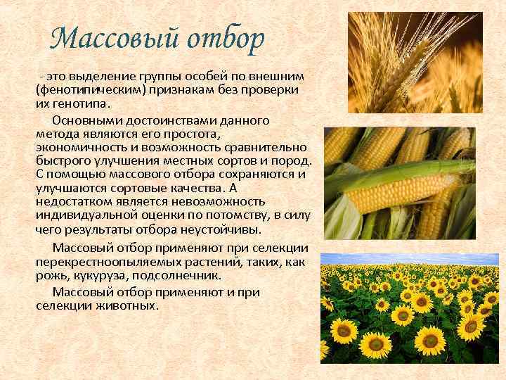 Селекция ⭐️ растений: определение, виды, признаки, методы и этапы создания селекции