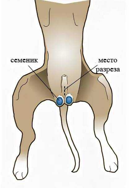 Презентация на тему: "парафимоз (paraphimosis) парафимоз: ущемление полового члена на его протяжении препуциальным кольцом.". скачать бесплатно и без регистрации.