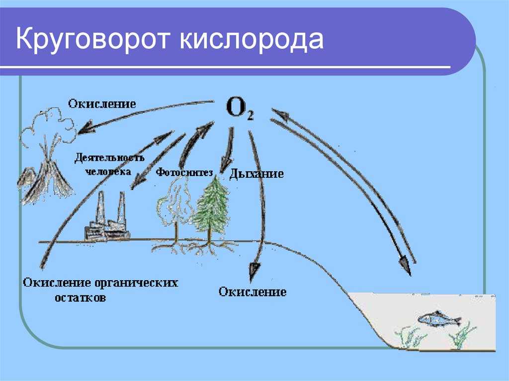 Круговорот веществ в природе ?, схема и описание, функции