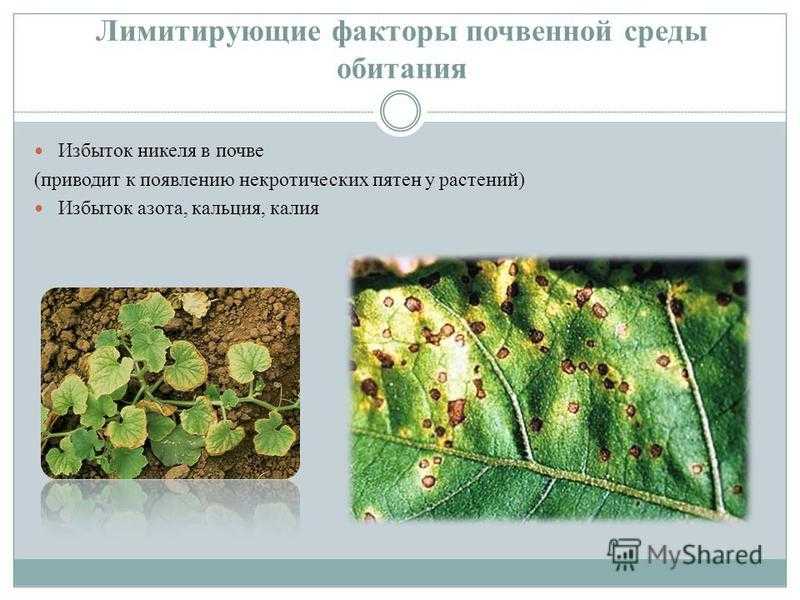 Актиномицеты: строение и жизнедеятельность