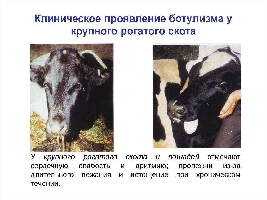 Кожные заболевания у кошек и собак