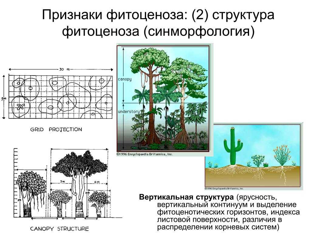 Фитоценоз