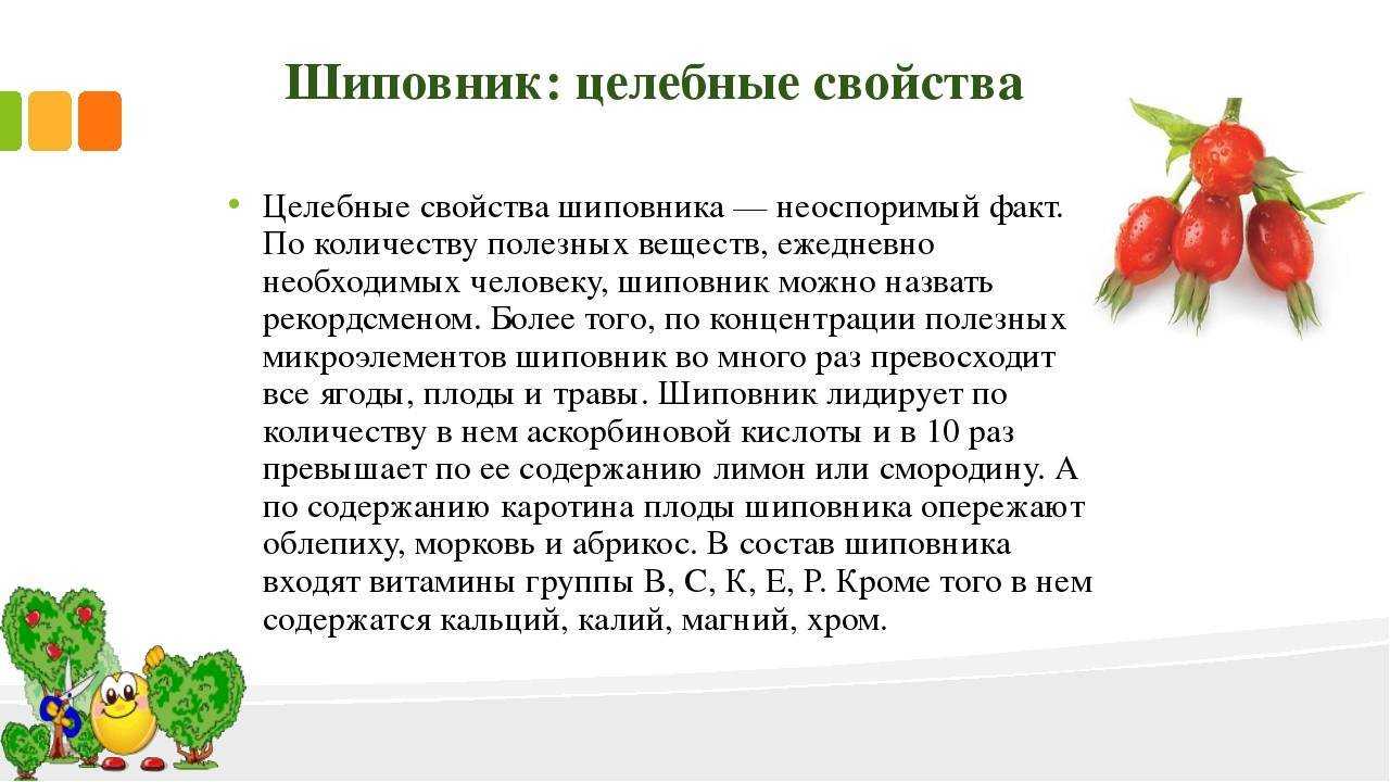 Шиповник – полезные свойства, состав и противопоказания (+ 17 фото)